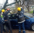 В Краснодаре дерево упало на припаркованный автомобиль - Комсомольская Правда