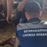 Плановые противоэпизоотические мероприятия продолжаются в Белореченском районе - Департамент ветеринарии