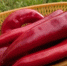 Даже в лютые морозы не укрываю: топ-25 морозостойких многолетников – посадил и забыл - KrasnodarMedia
