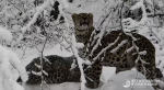 В Сочи засняли подросших детёнышей леопарда, играющих в снегу
