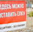 В Севастополе стартовала акция по экологичной утилизации новогодних елок  10 точек приема работают до 25 января - Yug.Press