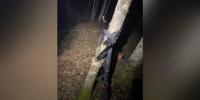 Браконьеров с тепловизором задержали в заказнике под Горячим Ключом - Газета Краснодарские известия