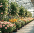 Минимальная стоимость букета в крупных торговых сетях России выросла на 7% в 2026 году - Кубанские Новости