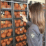 Карантинные объекты нашли в тоннах импортных продуктов на Кубани - Газета Краснодарские известия
