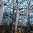 Неизвестный белый материал на деревьях напугал жителей в Хельсинки - Газета Краснодарские известия