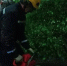 Ветер повалил дерево во время ливня на улице Ставропольской в Краснодаре - Газета Краснодарские известия