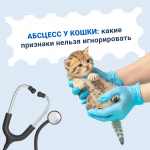 Абсцесс у кошки