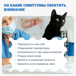 Абсцесс у кошки