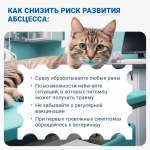 Абсцесс у кошки