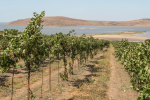 В 2026 году площадь виноградников в России станет максимальной за последние 20 лет